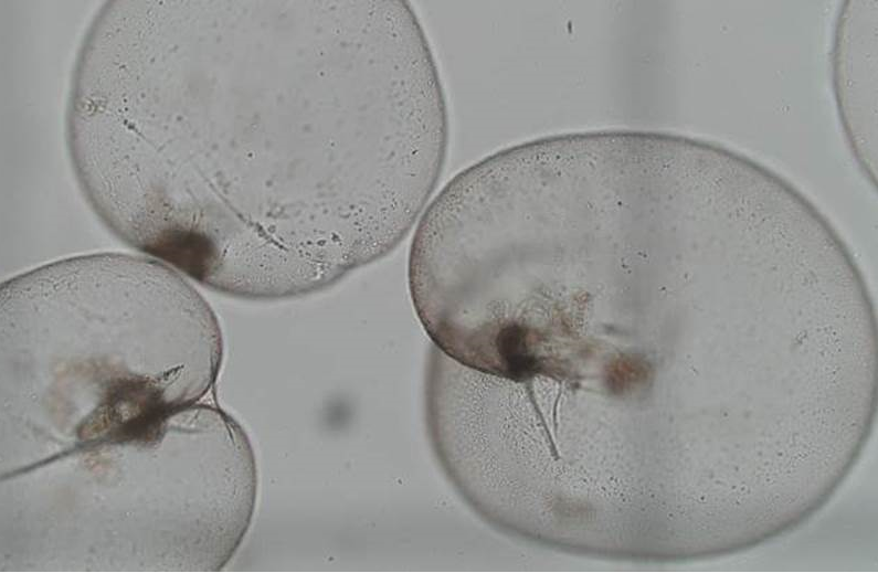 dlrcc's tweet image. We have taken samples of the orange coloured water reported at #Sandycove this morning. 

Results show that this is not raw sewerage but is a micro-alga called #Noctiluca scintillans #bioluminescence which is non-toxic.

Read more here: bit.ly/2N9ZRvD