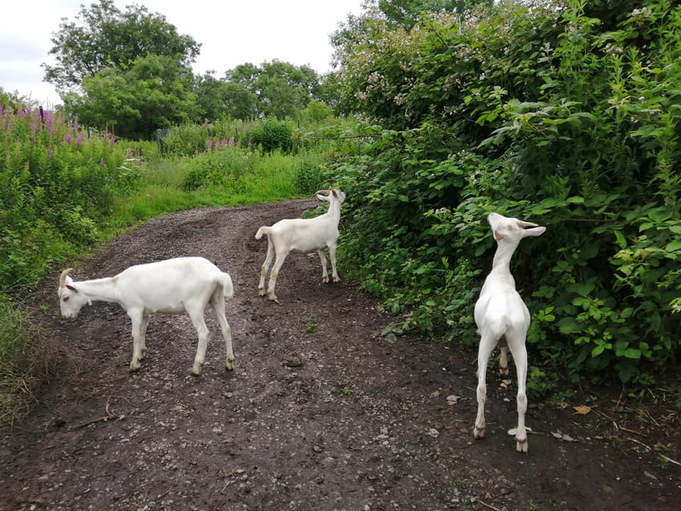 SteveEngland300's tweet photo. The @streetgoats are in and are not wasting time clearing the brambles now, @bristolparks @Naturalengland1 #bristol #goats @Locallearning https://t.co/uDZ92Kc8tm