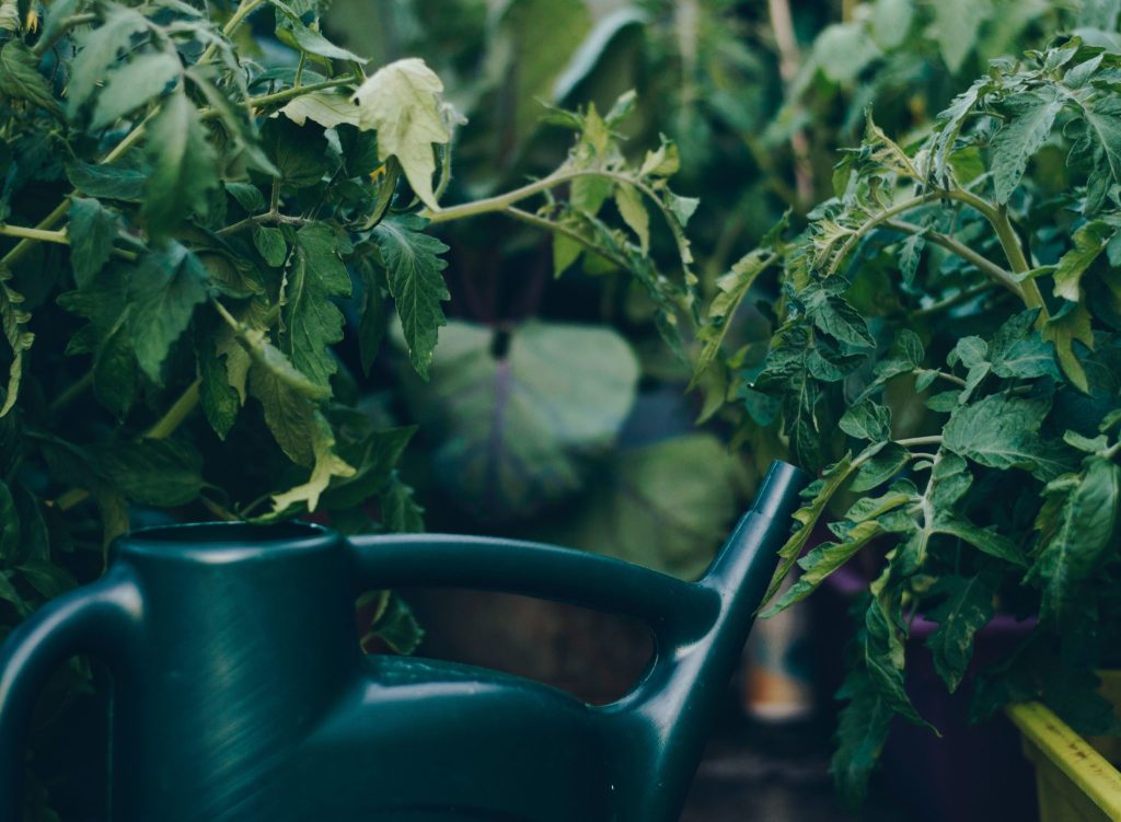 We've started a veggie garden and I didn't kill anything!! Take a quick tour of our garden and check out our 5 tips when starting your own. reachingafterwanderlust.com/5-tips-for-sta…