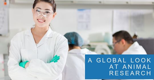 KentScientific's tweet image. All over the world, researchers use animal models. While global research goals may be similar, there are significant differences between standards for pre-clinical research with animals in the United States versus internationally: ow.ly/kfF050uMnaz #KentConnects