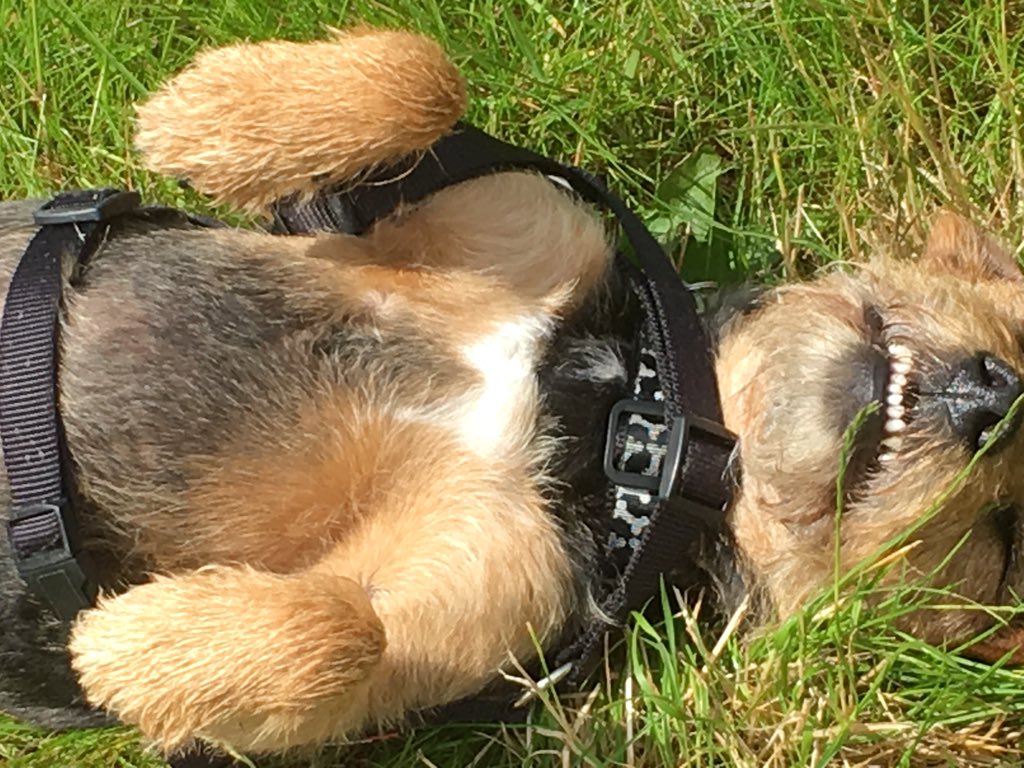 millie_bordert's tweet photo. Refusing to walk, just want to lie here x sunbathe 🤣🐾🐶 https://t.co/Ob3WVLerld