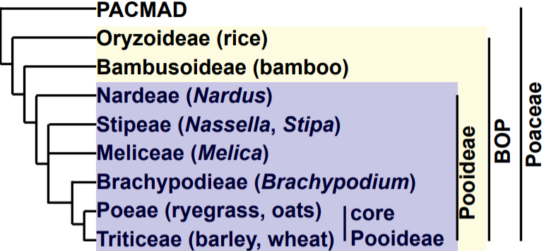 PlantPhys's tweet photo. News &amp; Views on Plantae - Diverse Strategies Coping with Winter in Barley and its Relatives #Evolution #EvolutionaryGenetics #AbioticStress #Pooideae #Barley #ColdTolerance https://t.co/eDZgDtgoli https://t.co/GBDNOlUBZK