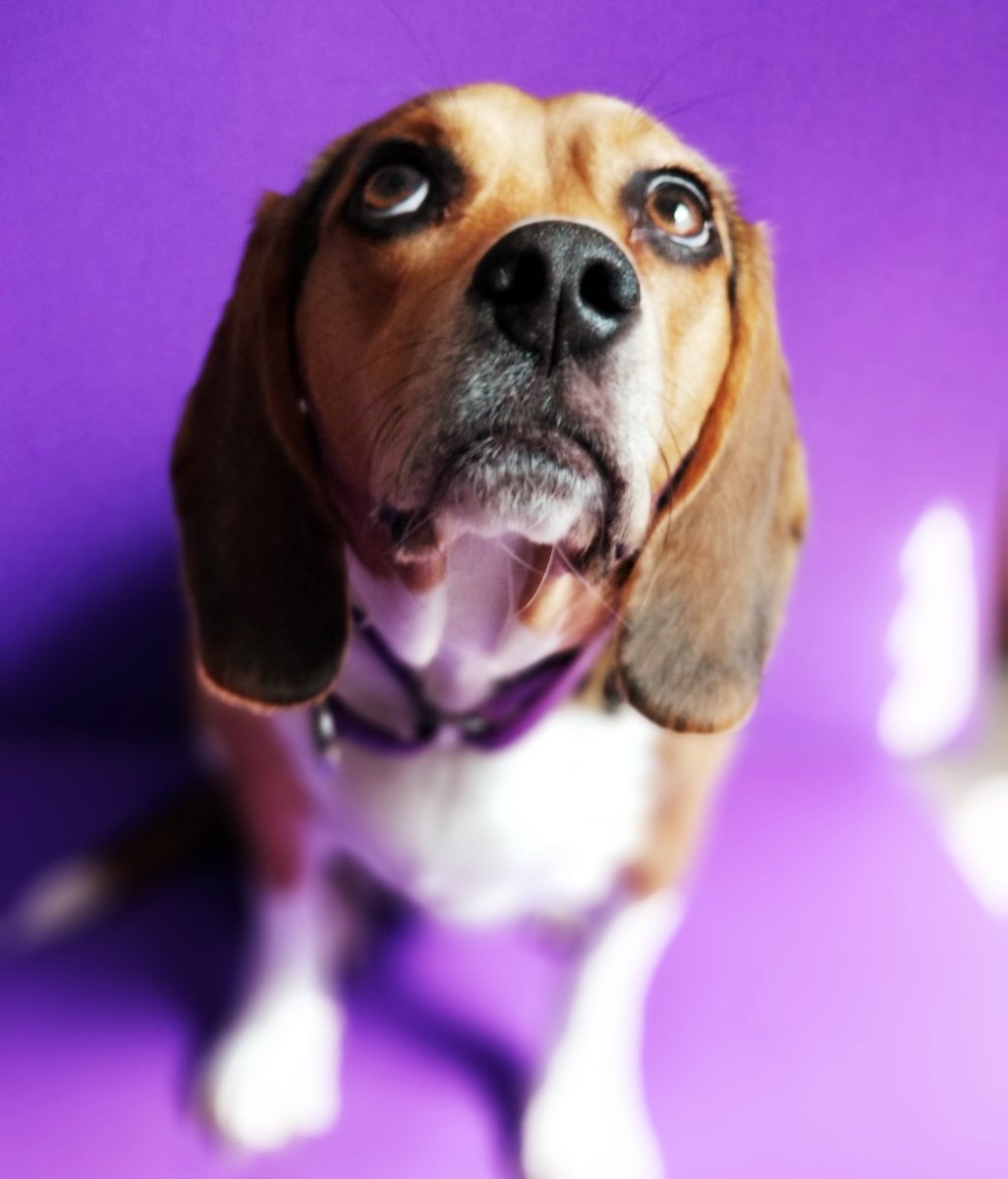 ThatPupZoey's tweet photo. When it's only Tuesday and you're already over this week🙄😆🐾
#comebackfriday #atleastitstacotuesday #thatpupzoey #beagle https://t.co/vsaseK6QjZ