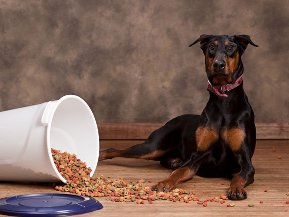 FoodWerewolf's tweet photo. But i was hungry! #dogfood #nidogs #dogsoftwitter https://t.co/c58Nk1ieit