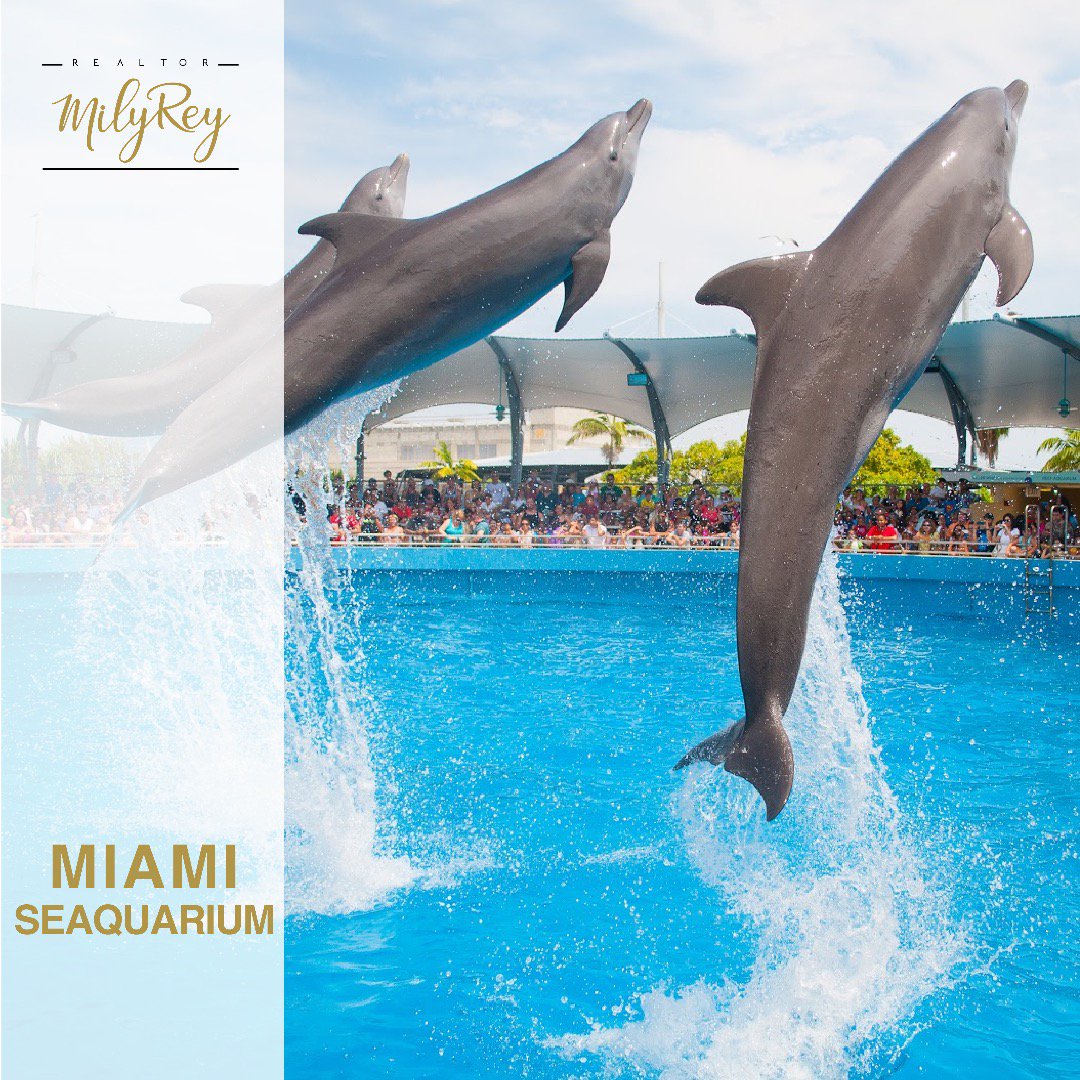 Realtormilyrey's tweet photo. El popular acuario de #Miami o #Seaquarium es un oceanario🐠🐋 de 38 acres ubicado en la isla de Virginia Key, en la Bahía de Biscayne. Estoy para enseñarte lo mejor✨ de la #Florida, ¡sígueme! https://t.co/gk5vpN7EIw