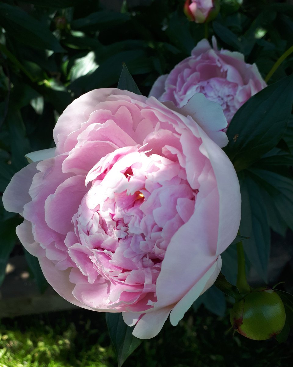 Camilla_Writes's tweet photo. June blooms. Mom's garden. https://t.co/0DA1XI1OsJ