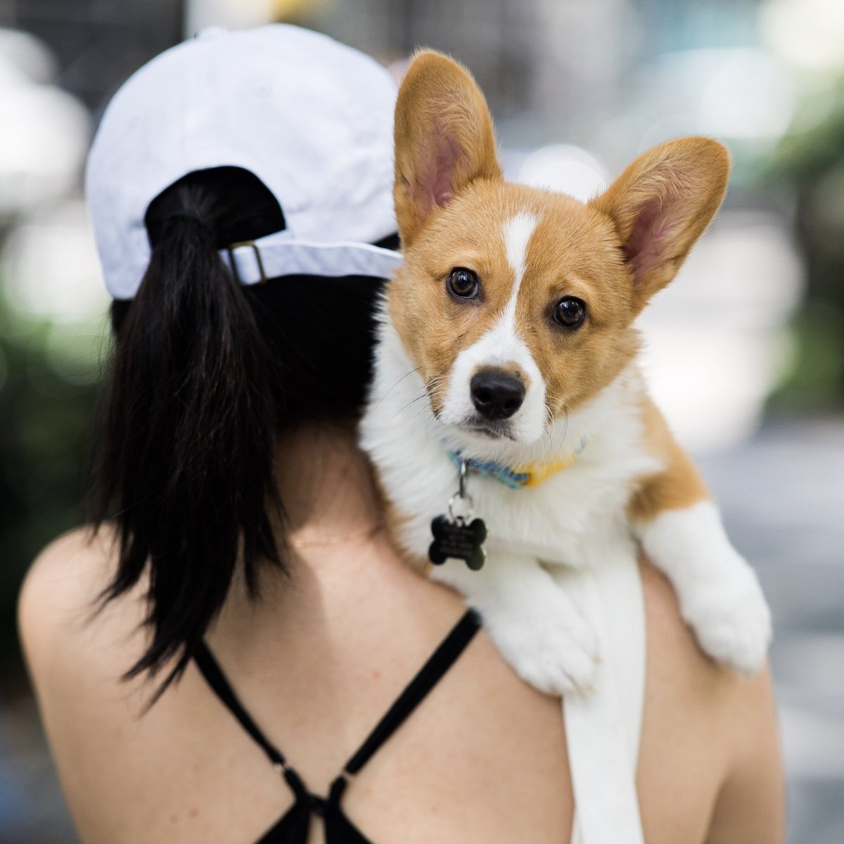 thedogist's tweet photo. Yogi, Pembroke Welsh Corgi (4 m/o), Madison Square Park, New York, NY • “He likes looking at himself in the mirror and watching Curb Your Enthusiasm.” https://t.co/ffipwyJY0E