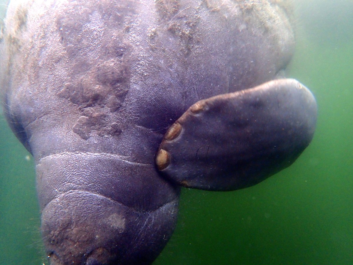 Come on down and cool off in our refreshing springs and say hello to a Manatee #coolwaters #Playfulmanatees