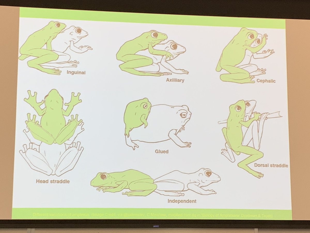 mrs_lightfoot_'s tweet photo. Interesting morning so far! Frog mating, nature walks, @inaturalist discoveries and more! #STEMinstitute #tacoboutscience @PMNS_Teachers https://t.co/ASJd0ZQghK