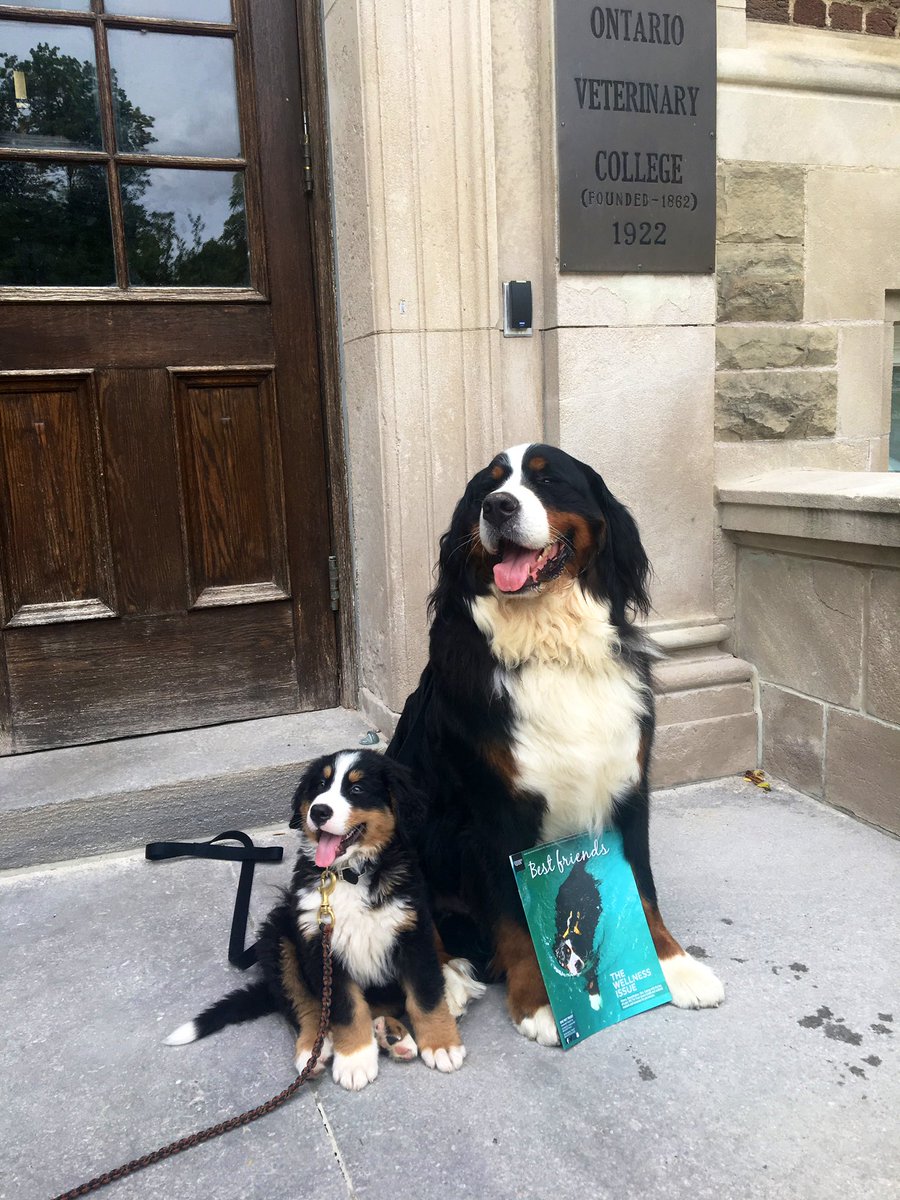 OVC Pet Trust tweet media