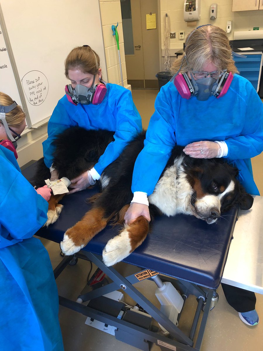 OVC Pet Trust tweet media