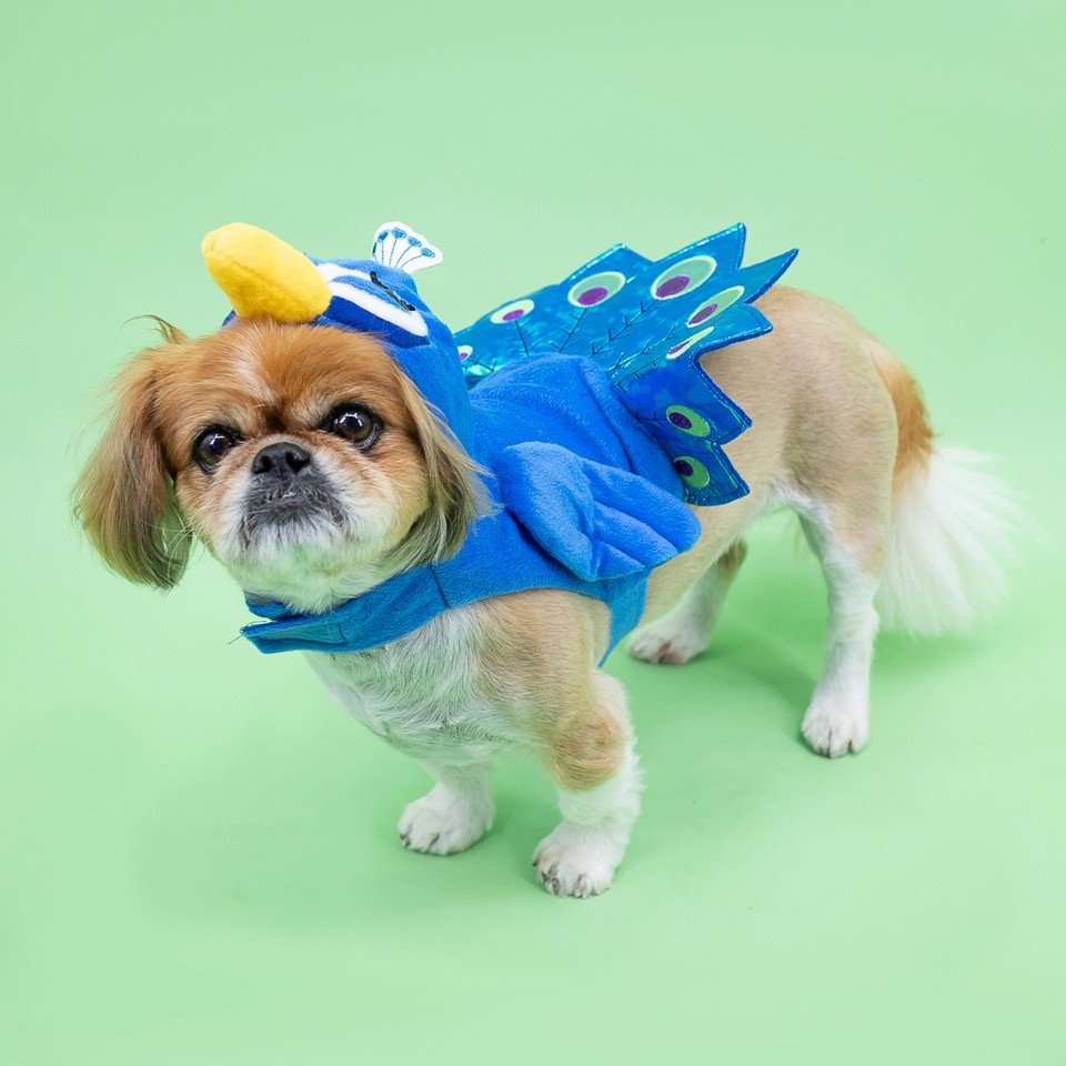 promikapets's tweet photo. Dressing up is for the birds 🦚

Promika is your trusted source for affordable flea &amp; tick products. ⁣ https://t.co/IxxvqDs7CN