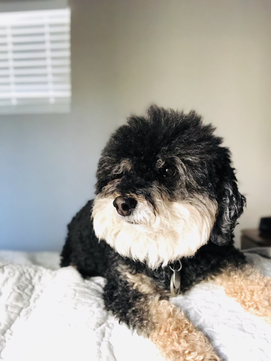 YantoAdventures's tweet photo. When it's 6AM and your human @Luke_Kerr won't get out out of bed. 

#dog #dogs #dogsofinstagram #puppies #puppiesofinstagram #humainsociety #adopteddog #adopteddogsofinstagram #az #phoenix #phx #DogsofTwitter https://t.co/6OHL8UMxTe