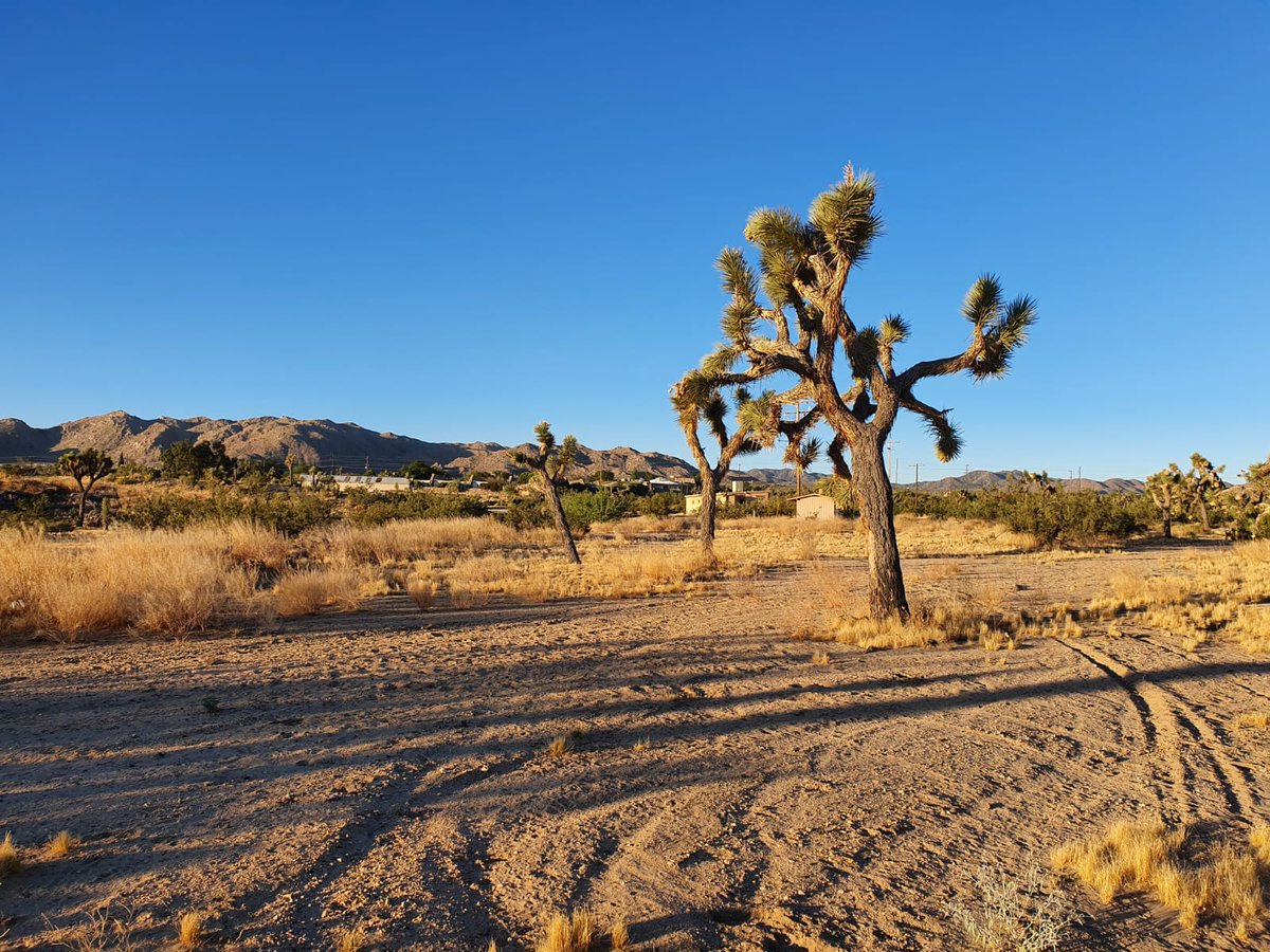 Very excited to deliver my workshop entitled 'Another layer of the Onion: Just when you thought the work was done' at Joshua Tree, with a group of Breathworkers; exploring clarity transpiring from working with limiting beliefs &amp; breath together #InternationalBreathworkFoundation