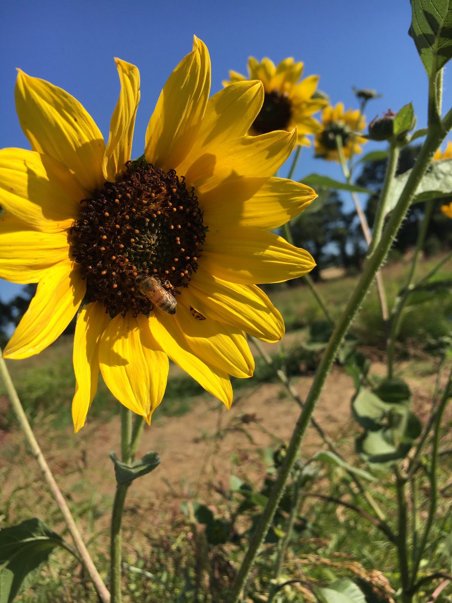ANBeesQueens's tweet photo. #FunFact #NobelPrize winner #KarlvonFrisch proved #bees see color. #Beevision is broad enough to include ultraviolet light. An article by @BeeCulture found, “some #flowers such as #sunflowers #primroses and #pansies have #nectar guides that can only be seen in ultraviolet light.” https://t.co/b5YJ6LbaJY