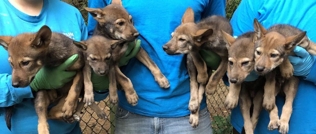 camp_rooster's tweet photo. Adorable red wolf pups will get names soon. Help pick the new names here: https://t.co/FaQ7hId5DG 

#wolfpup #babywolves #cuteness #KillerInstinct #notpets #redwolf #SummerCamp @lifeandscience #camp #parenting #momlife #dadlife https://t.co/PobY0Z4J4t