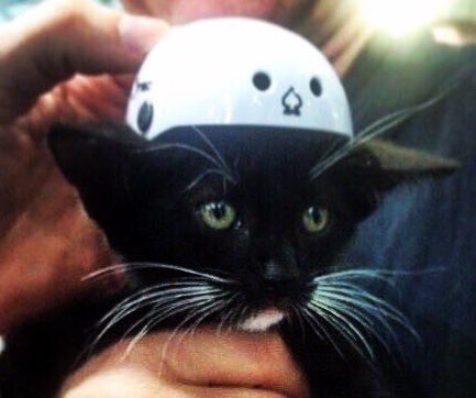 gothamderby's tweet photo. Going into work the week after two tournaments like #grittykitty #ECDX2019 (follow @ittybittygrittykitty on Insta for more pics of our tiniest Gotham fan) https://t.co/7mwsnaDO5w