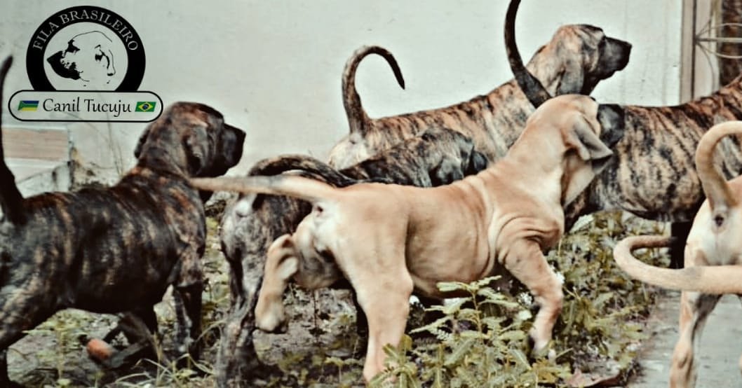 O Fila Brasileiro é muito determinado, corajoso e pode ser bem feroz. Eles podem ser dóceis com seus donos e familiares e são muito tolerantes com crianças 😍 Adora a companhia do dono e sempre tenta estar junto.🙂 E tem aversão a estranhos por isso são excelentes cães de guarda.