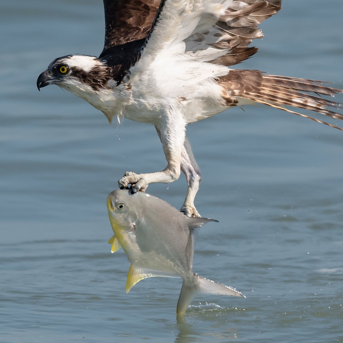 marktakesphoto's tweet photo. Osprey with a much prized pompano. #birdwatching #birdphotography #ornithology #fishing #Florida https://t.co/Mwq1bwkcle