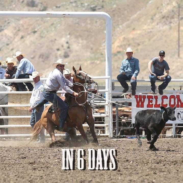 Last year, Cooper Martin won over $10,000 at the Cody Stampede and the tie-down roping championship. He stopped the roped and tied a calf in 7.6 seconds. Can you tie your shoes that fast? 6 days until the 100th Cody Stampede. Bull Stock Media photo. #CodyisRodeo #100yearsofrodeo