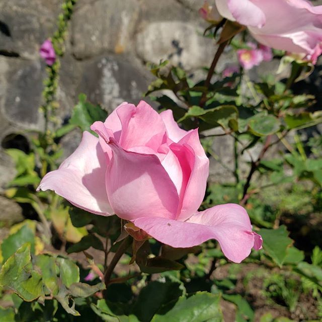 jknowlan's tweet photo. Mmmmm. #rosegarden #delicious https://t.co/J0IXUwQtnN https://t.co/Q1G9jwLlOl