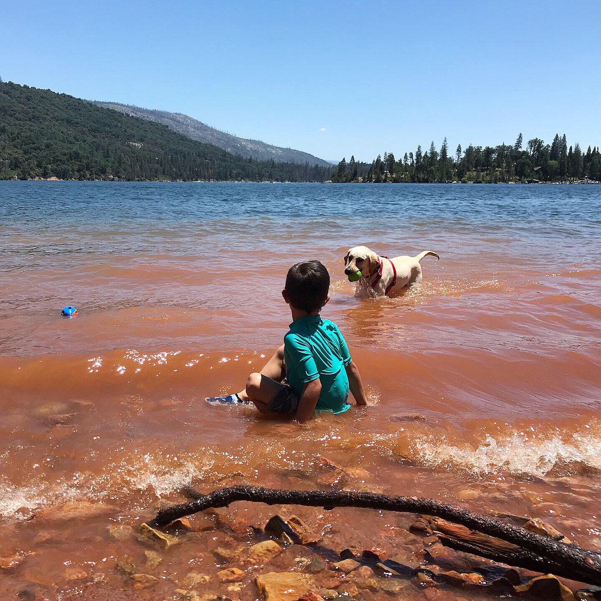 Luccrazy's tweet photo. Three lakes in the #Sierra Nevada Mountains in one week. #SquadJr at Shaver Lake, #JackAttack and Biscuit at Bass Lake, and a cold dip for Biscuit in Weaver Lake at over 8,000 feet elevation. #summer #ilovecalifornia https://t.co/ItmZzwnWJ2