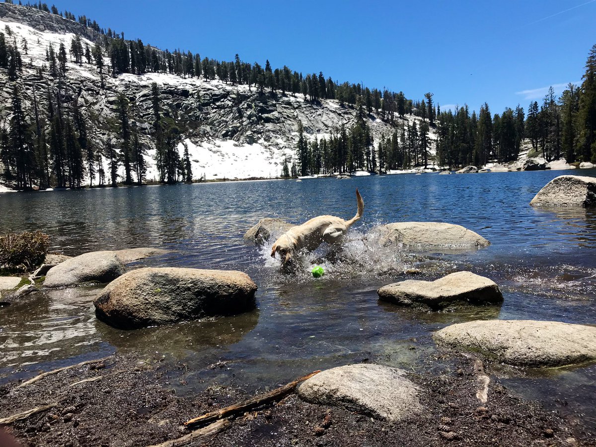 Luccrazy's tweet photo. Three lakes in the #Sierra Nevada Mountains in one week. #SquadJr at Shaver Lake, #JackAttack and Biscuit at Bass Lake, and a cold dip for Biscuit in Weaver Lake at over 8,000 feet elevation. #summer #ilovecalifornia https://t.co/ItmZzwnWJ2