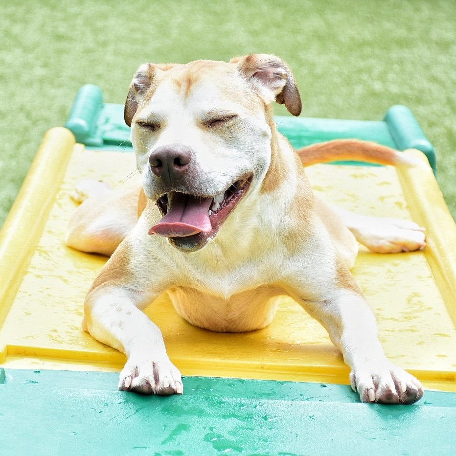 Help everyone find the best place for their pet to stay vote us "Best Pet Kennel"  for the Best in Bucks 2019 Contest.
…ntycouriertimes.gatehousecontests.com/The-Best-of-Bu…