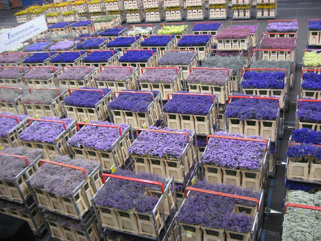 Dark Markets Netherlands Dark Markets Netherlands