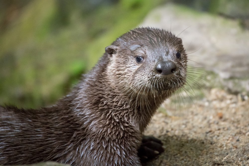 Oregoth Boo on Twitter: &quot;Within every soft lil aqua pup hides a ravenous  water weasel. That&#39;s the magic of otters.… &quot;