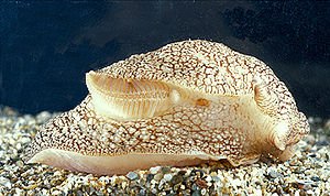 octopusfansclub's tweet photo. #Aquatic #respiration is the process whereby an aquatic animal obtains oxygen from water
#Octopus #cephalopod #Marines #NatGeo #WIldLife #Scubadiving #unitedstates #unitedkingdom #canada #australia #newyork #france #italy #aquaticsystem Etika Rest In Peace #TuesdayThoughts Vince https://t.co/kdQskTb5FU