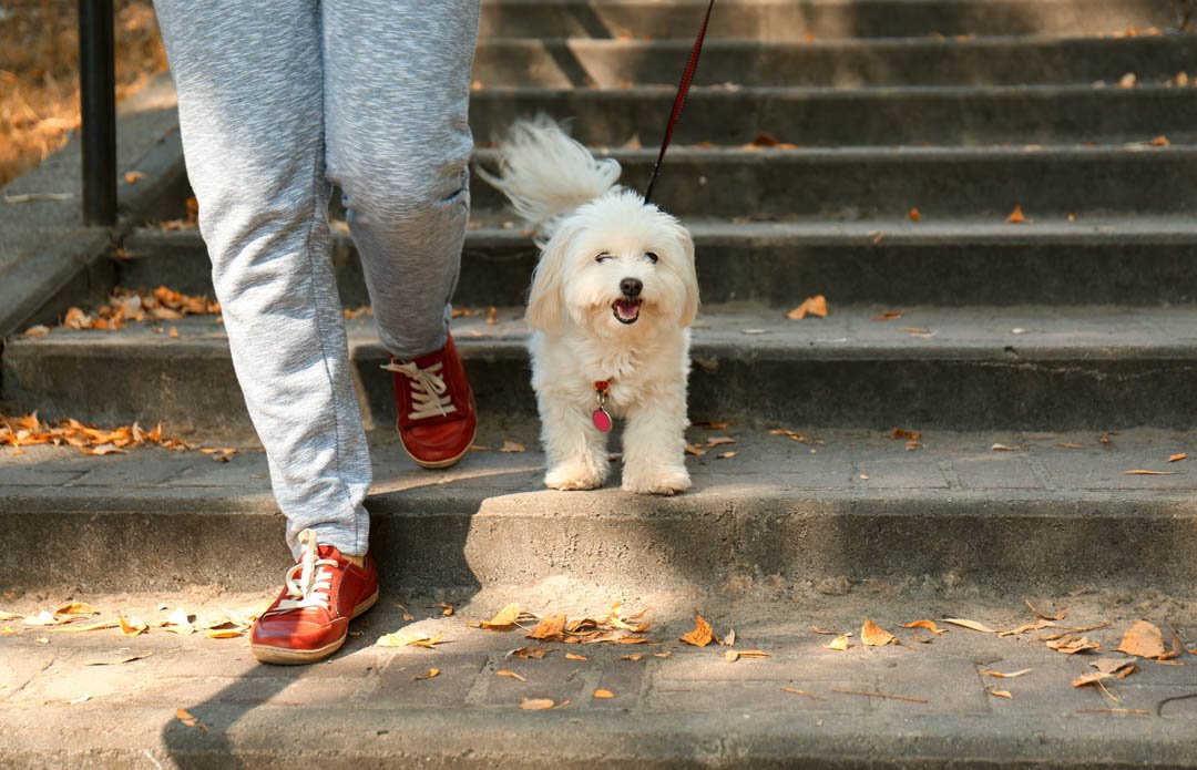 LuckyAgency's tweet photo. If you’re in Stamford, CT or the surrounding areas and in need of #PetSitting services, look no further than the top tier services of #LuckyPuppyPetCareAgency Give Us A Call at # (203) 793-6450 today! #PetSittingCompany #PetTaxi #DogWalking #Stamford # ... https://t.co/Xci8I2rncJ https://t.co/7Zb5w8ZdUf