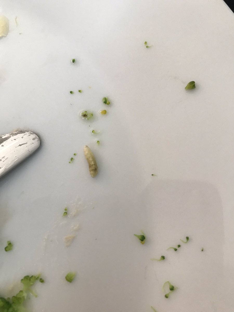 chelsea_badboy's tweet photo. Mmmmm love the extra protein in my @LidlGB broccoli. Actually feel so sick. Cant believe Lidl sell vacuum sealed broccoli in plastic. Get rid of your plastic and get rid of your MAGGOTS #maggotgate #plasticpollution #plasticfree #plasticfeedback https://t.co/ahiSaBRk2i