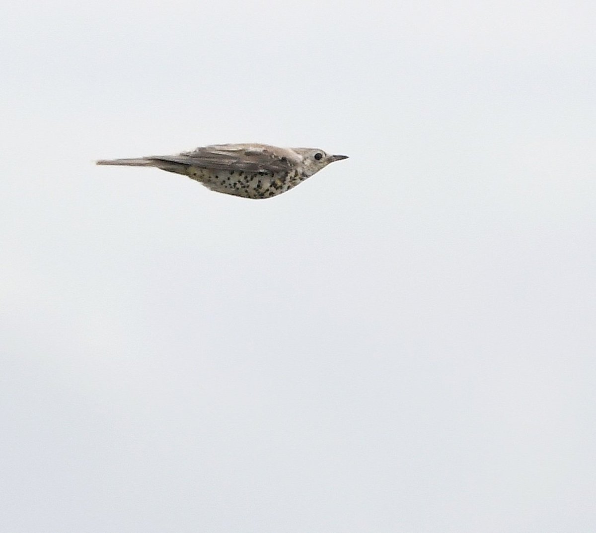 People have been throwing birds at me again..... luckily I managed to dodge this Mistle Thrush.....