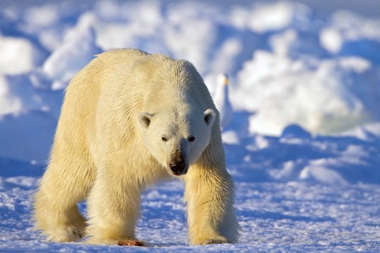 медведь фото. бурый медведь с медвежатами в берлоге. где живут медведи видео. бурый медведь обитает. популяция бурых медведей.