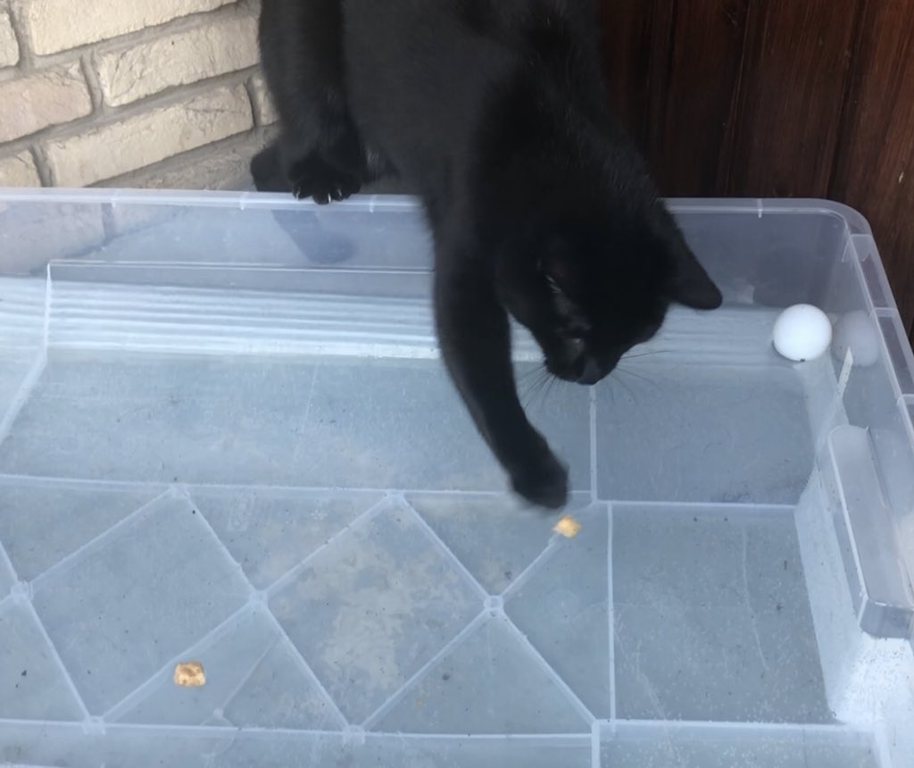 Zumindest mal die Pfoten kühlen 🥵 Ist euch auch so warm? 😪