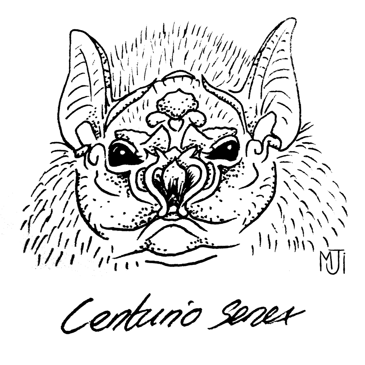 Adventures in Bat Science tweet media