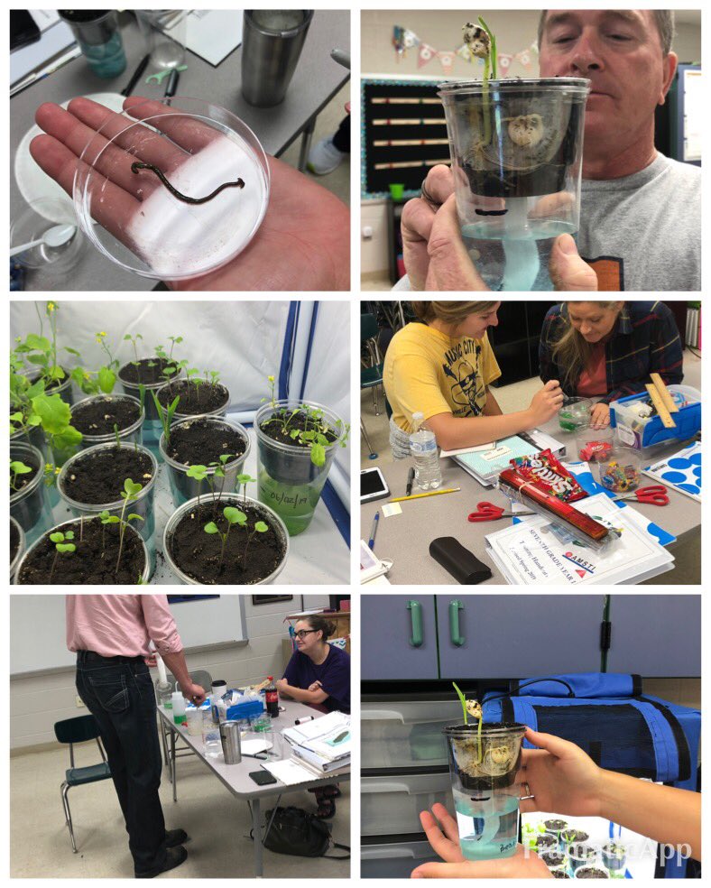 sandra_pride's tweet photo. AMSTI 7th grade science teachers studying organisms at summer institute.  @amstiuna @AlabamaDeptofEd @amstiweb #AMSTIworks https://t.co/r0tqQ4VJRi
