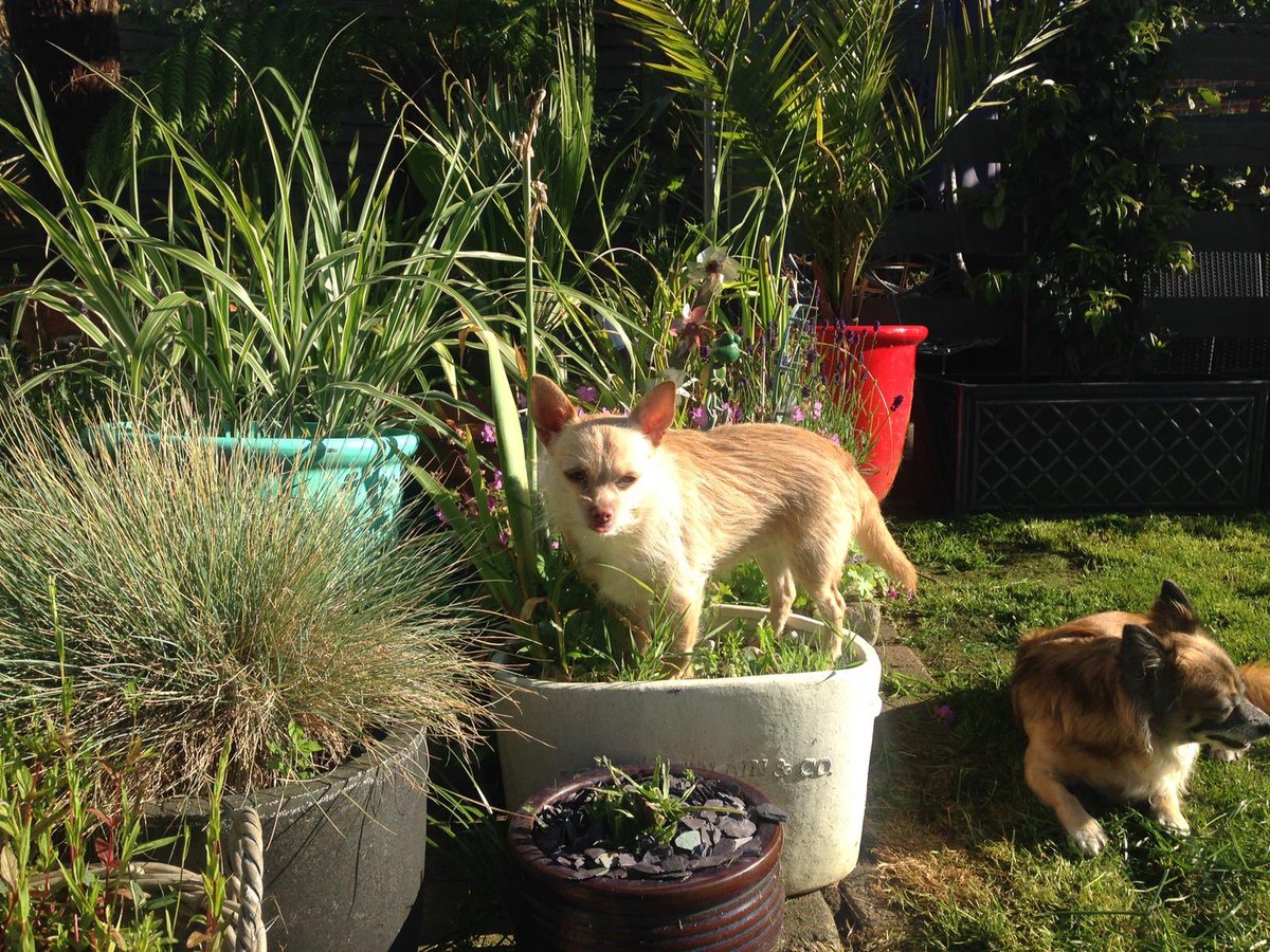 alfit_d's tweet image. Margot has planted herself to see if she will grow. 😂😂 @toddy_bt @MrSebBT @LynnieYankee @hamish_hrh @TobeTheBT @Tobi_LeRone @Helge_Nielsen @FinnFifth