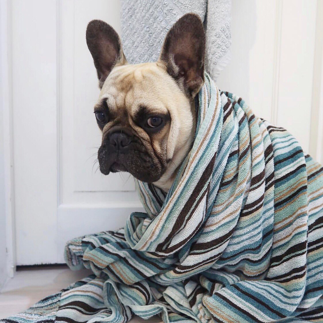 FrenchFit1's tweet photo. 😍💜💜
#FrenchFit
#FrenchFitCrew 
#FrenchBulldog https://t.co/i4B9EK3Xdf