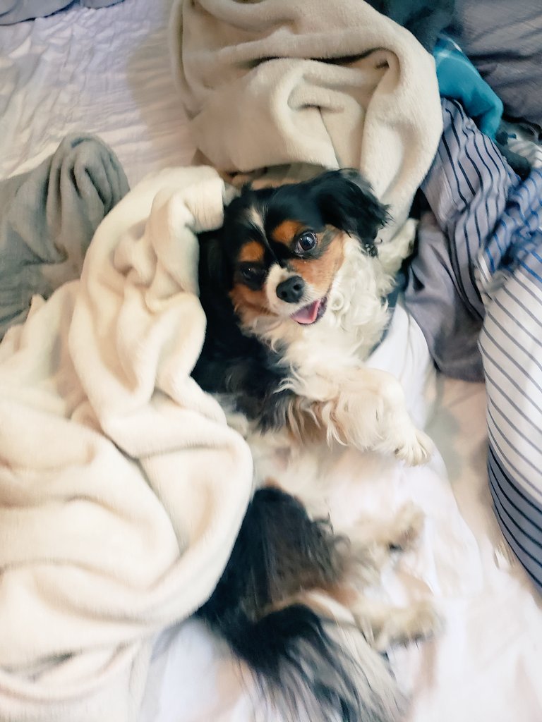 #TuesdayThoughts Always check your bed before napping, you never know what might pop up.