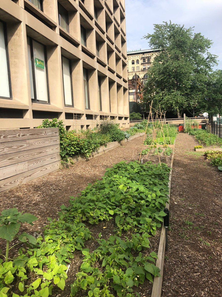 NYU_NFS's tweet photo. Here are some pics from yesterday's Summer Solstice Celebration at the NYU Urban Farm Lab #Urbanfarming https://t.co/5rxhnXbFN8