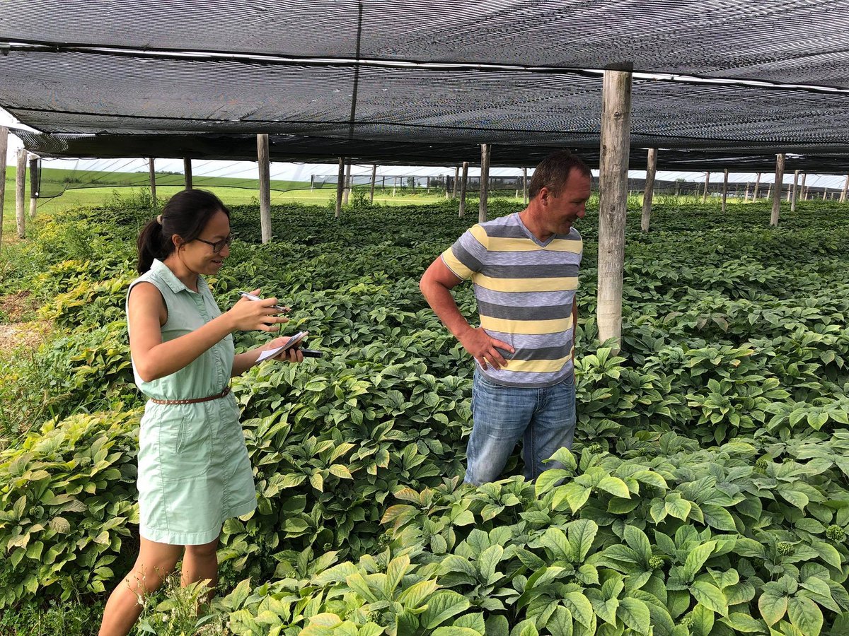 From #LocalFeastSCOOP June:
GOT LOCAL? Try Heil Ginseng!
The Heil family has farmed near Edgar, WI for 4 generations—3 of those focused on ginseng. On 3,000 acres they have ~200 in ginseng at any one time—which takes a lot of...[more at bit.ly/2xgG4jj ]