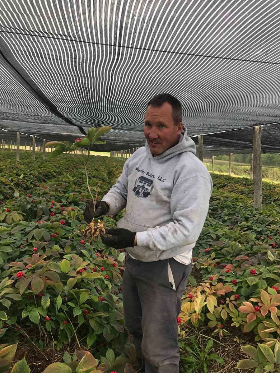 Local_Feast's tweet photo. From #LocalFeastSCOOP June:
GOT LOCAL? Try Heil Ginseng!
The Heil family has farmed near Edgar, WI for 4 generations—3 of those focused on ginseng. On 3,000 acres they have ~200 in ginseng at any one time—which takes a lot of...[more at https://t.co/rG7h5AOGcM ] https://t.co/fuF8RTSDde