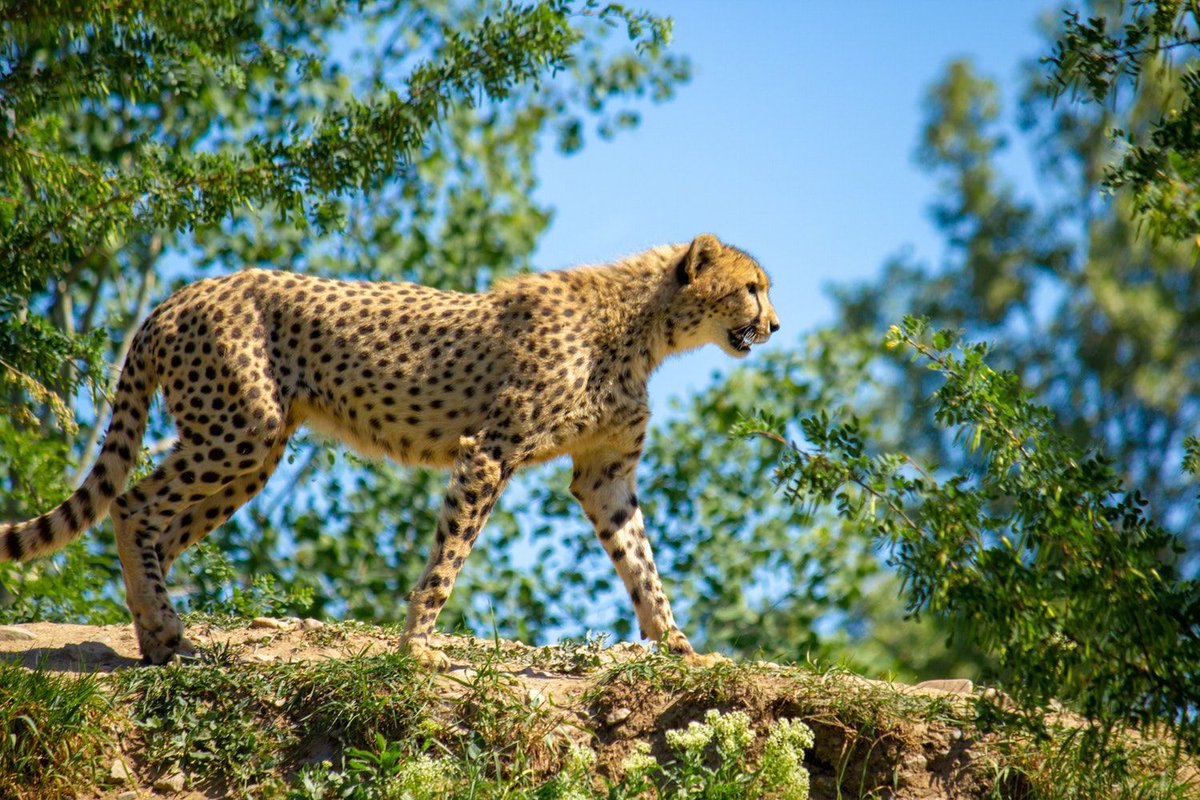 kindtraveler's tweet image. #EveryDayIsEarthDay 🌍 Did you get a chance to read our #EarthDay2019 Blog Post? ... bit.ly/2IzPEWk  

✍️ : @quickdrawmegraw 

Feat. @AWF_Official, @AudubonSociety, @AnimalsAsia, @AWConservancy, @AnimalDefenders, @Oceanites, @EuropeWildlife