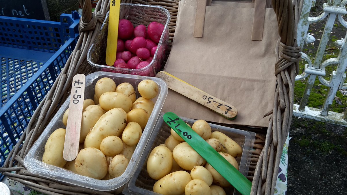 dovecotenursery's tweet image. Omg just sold out of everything apart from a small portion of goosegogs. Just finished harvesting more potatoes and golden beetroot. 😎😎#angleset #local #chef
