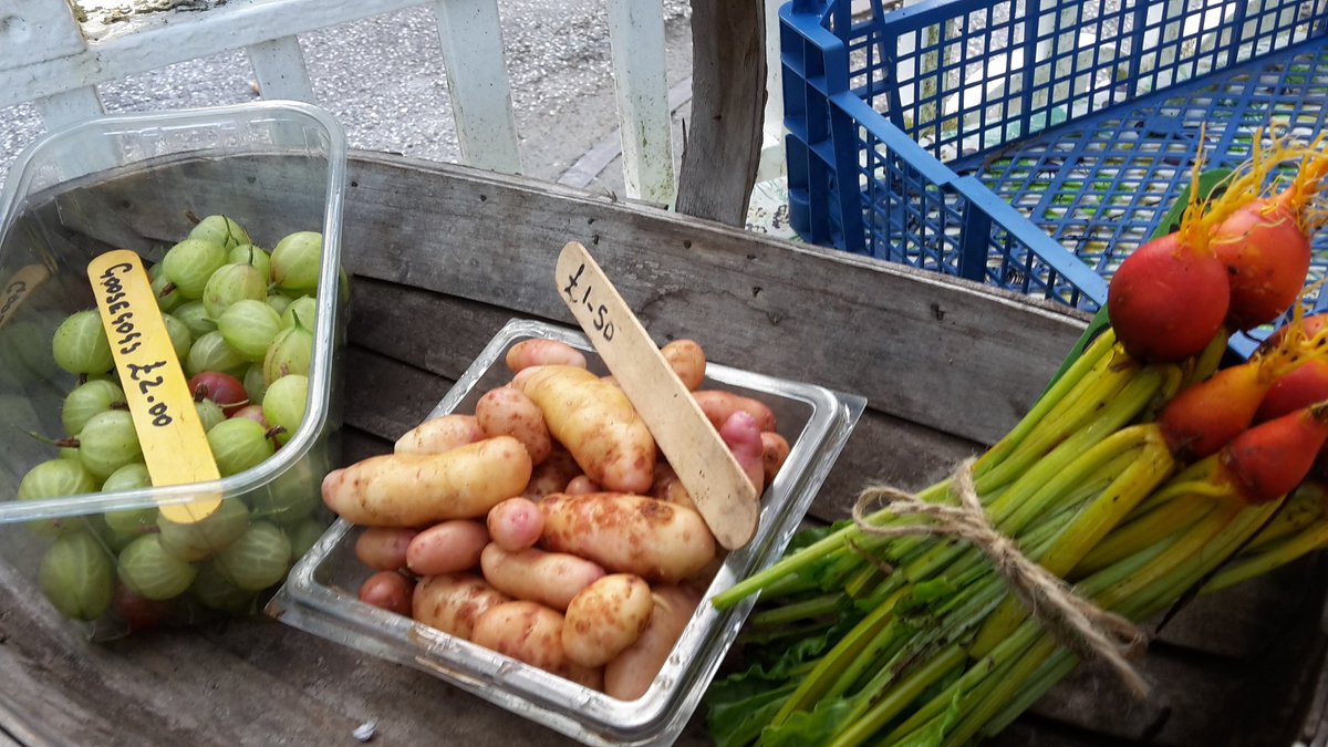 dovecotenursery's tweet image. Omg just sold out of everything apart from a small portion of goosegogs. Just finished harvesting more potatoes and golden beetroot. 😎😎#angleset #local #chef