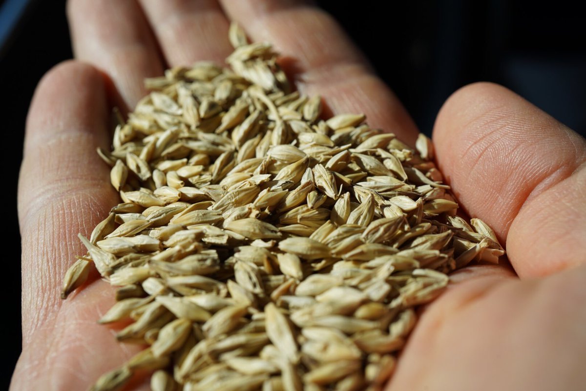 pdward85's tweet image. Freshly harvested barley made thru all of the wild weather! 🍺 #agvocate