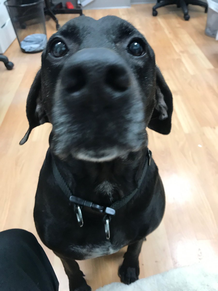 IslesGirl3's tweet image. Guys please we need help.

My bf is studying veterinary medicine and a woman dropped off a dog because she cannot care for him anymore. 

His name is Coco. He’s SUPER sweet and loves people! Age: 10

At the end of the week he’ll go to a shelter! Plz if someone is interested DM me