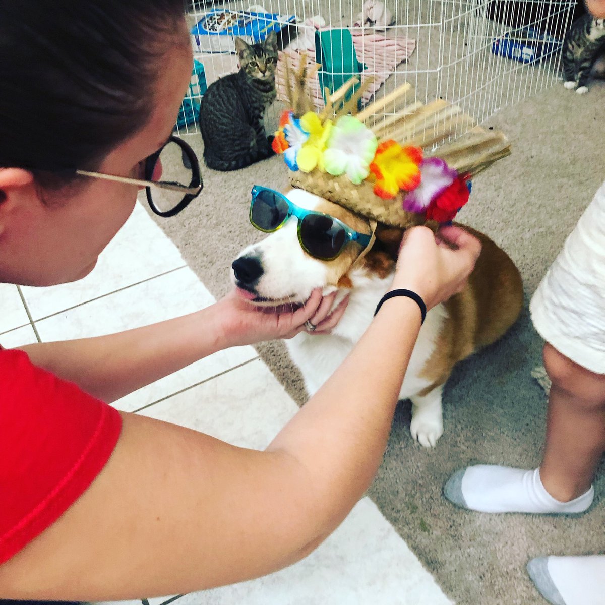 takithecorgi's tweet image. Ready to freakin #party #corgi #corgis #corgisofinstagram #tropical #vacay #workit #derp